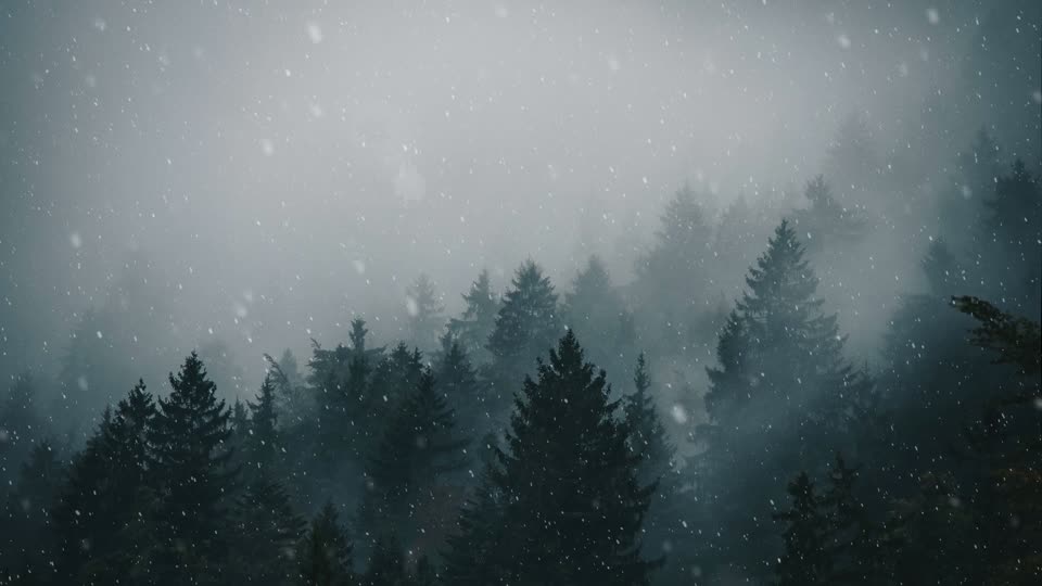 Winter Forest