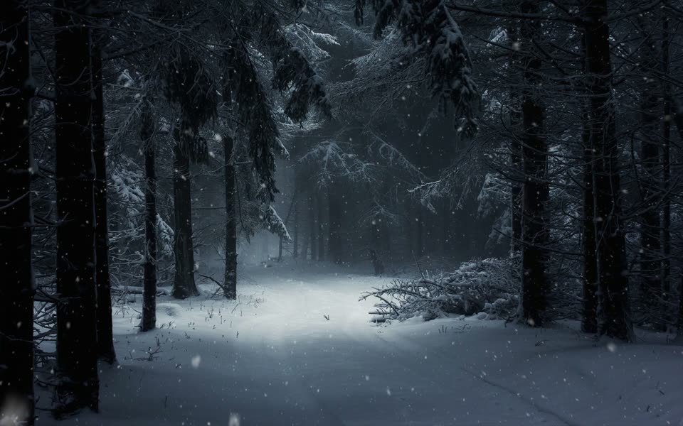 Winter Snow Forest