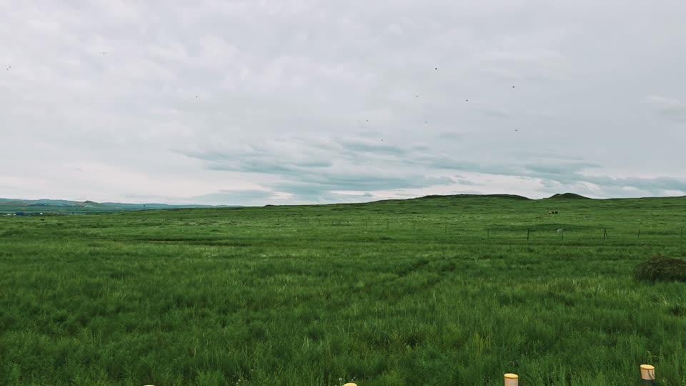 Grassland